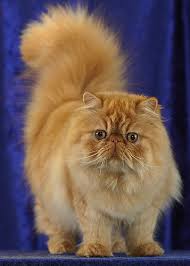 <p>Persian</p>