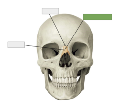 <p>Nasal bone: this is the</p>