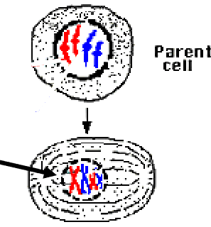 <p>______ I:</p><p>Each chromosome duplicates and remains linked (two sister chromatids).</p><p>Crossing over can occur during this stage.</p><p>________ chromosomes come together, forming ______.</p><p></p><p>Crossing over or ________ can occur at this stage. </p><ul><li><p>This is an important source of genetic _____ in sexually reproducing organisms</p></li></ul><p></p>