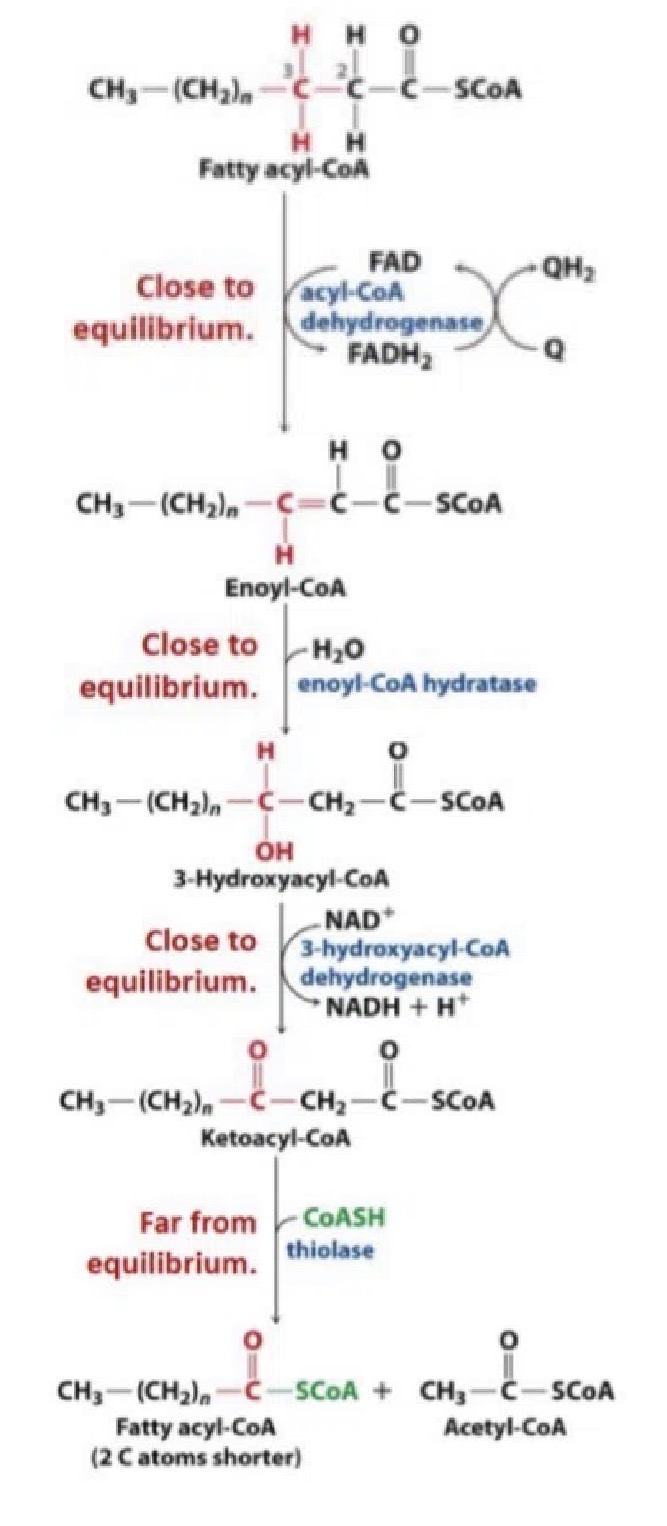 <p>Step 1: Oxidation: oxidation of acyl-CoA at the 2,3 position is catalyzed by acyl-CoA dehydrogenase – 2 electrons are removed from the acyl-CoA and transferred to an FAD group, yielding a 2,3-enoyl-CoA. Reaction close to equilibrium</p><p>Step 2: Hydration: water is added to the 2,3-enoyl-CoA across its double bond formed in step 1, yielding 3-hydroxyacyl-CoA (catalyzed by a hydratase). Reaction close to equilibrium.</p><p>Step 3: Oxidation: the 3-hydroxyacyl-CoA is oxidized by its dehydrogenase to form ketoacyl-CoA. Electrons are transferred to NAD+ in this step instead of FAD. In this step, a keto group is formed to destabilize the C-C bond. Reaction close to equilibrium</p><p>Step 4: Thiolysis: ketoacyl-CoA reacts with a thiolase and CoASH to form an acetyl-CoA and an acyl-CoA that is 2 carbons shorter than the original one. The acyl-CoA will continue back to step one and repeat the cycle. Reaction far from equilibrium.</p>