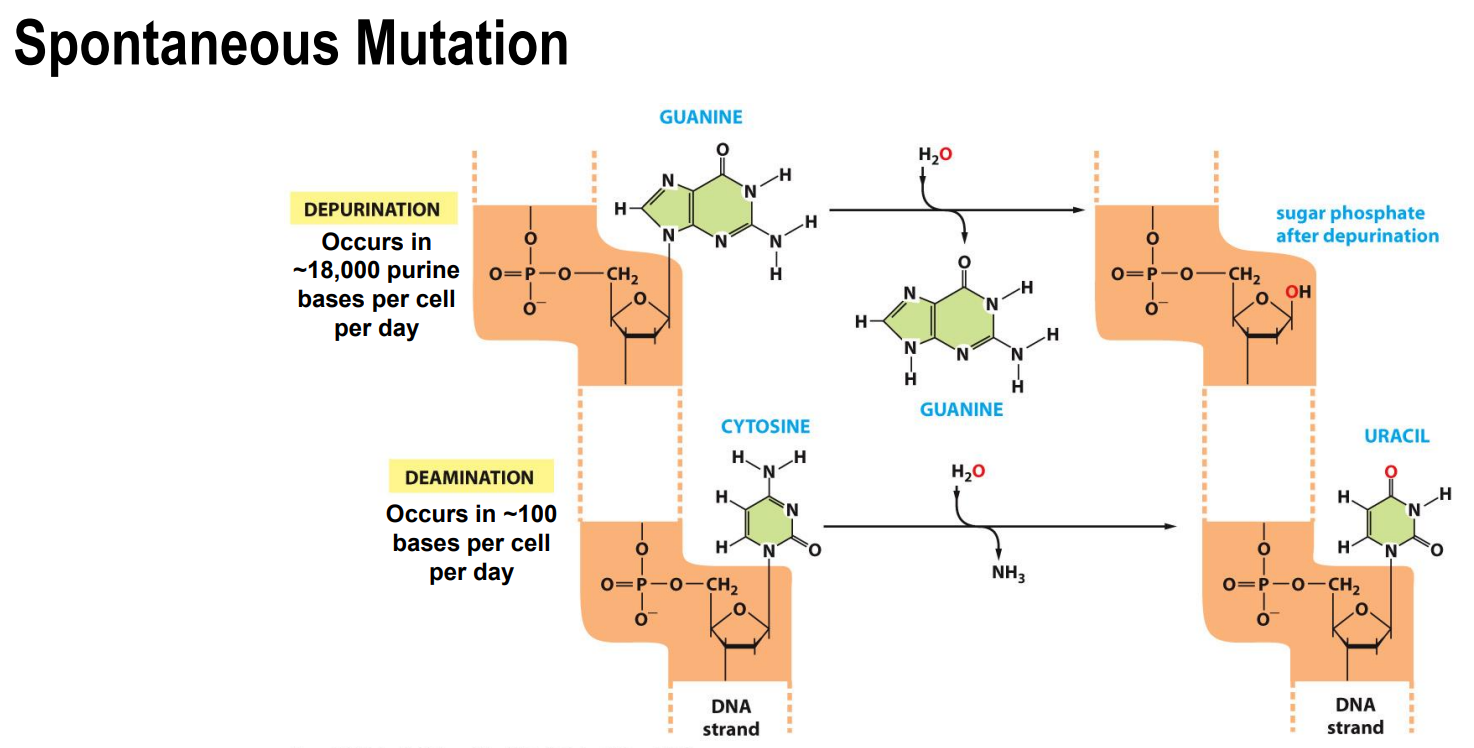 <p>What causes mutations? </p>