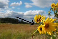 <p>the part of the image that is nearest to the observer.</p>