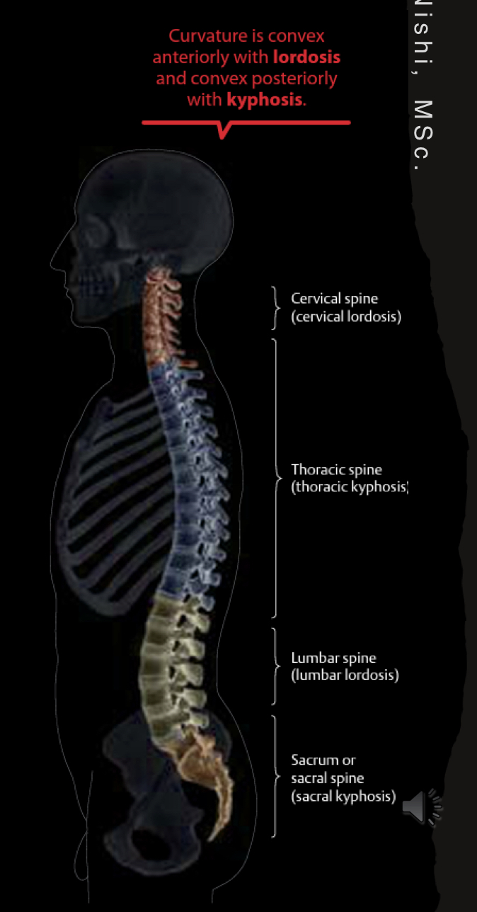 <ul><li><p>33 bones</p></li><li><p>Cervical C1-C7</p><ul><li><p>(C1 = axis) (C2 = atlas)</p></li></ul></li><li><p>Thoracic T1-T12</p></li><li><p>Lumbar L1-L5</p></li><li><p>Sacrum - found at middle line of the buttocks</p></li><li><p>Coccyx - tailbone made of fused vertebrae</p></li><li><p>spinal cord (nerves) - run through the vertebrae, through vertebral column</p></li><li><p>vertebral column curvature - lordosis and kyphosis</p></li></ul><p></p>
