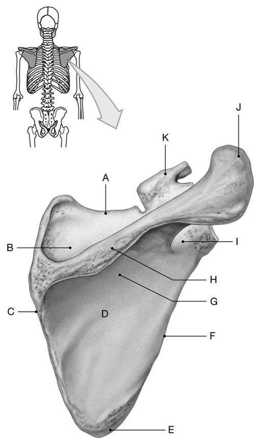 <p><span>Identify the structure indicated by Label B.</span></p>