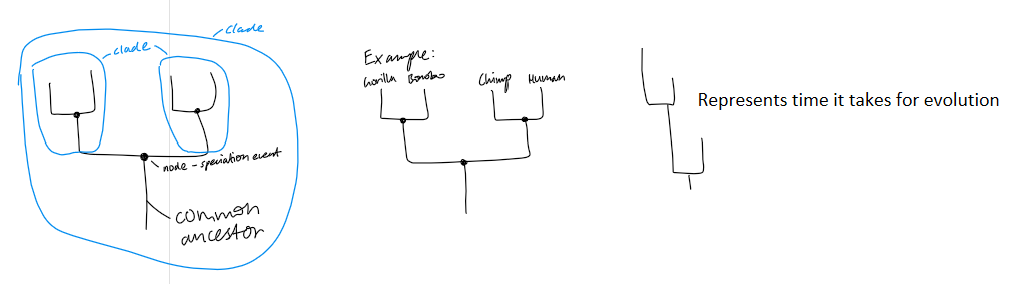 <p><span><strong>2.1.26 Cladogram:</strong></span></p><ul><li><p><span>Cladistics: method of classification mapping evolutionary lineages</span></p></li><li><p><span>Focuses on relationships within a clade: a group of organisms including an ancestor and all its descendants</span></p></li><li><p><span>Represents a single branch on the tree of life, enhancing understanding of species evolution</span></p></li><li><p><span>A cladogram not only illustrates evolutionary relations and common ancestors, but it also helps taxonomists to test the hypothesis of adaptation phenomenon by showing the:</span></p><ul><li><p><span>Origin of the characteristics</span></p></li><li><p><span>Disappearance and formation of characteristics</span></p></li><li><p><span>Direction of change of characteristics</span></p></li><li><p><span>Relative frequency of the change</span></p></li></ul></li></ul><p></p>