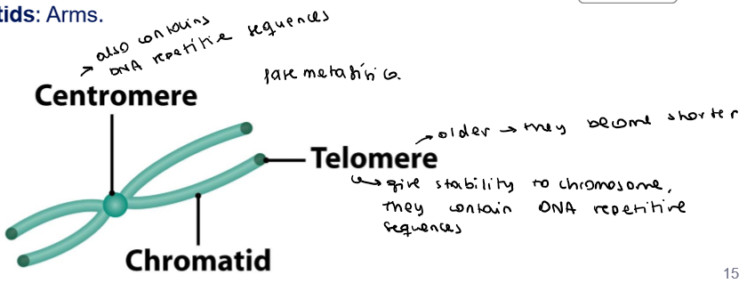 <ul><li><p>Telomeres:</p><ul><li><p>Tandem repetas of repetitive sequences</p></li><li><p>Provide stability</p></li></ul></li><li><p>Centromere:</p><ul><li><p>Appears as a constriction</p></li><li><p>Drive chromosomic movements during cell division</p></li></ul></li><li><p>Chromatids:</p><ul><li><p>Arms</p></li></ul></li></ul><p></p>