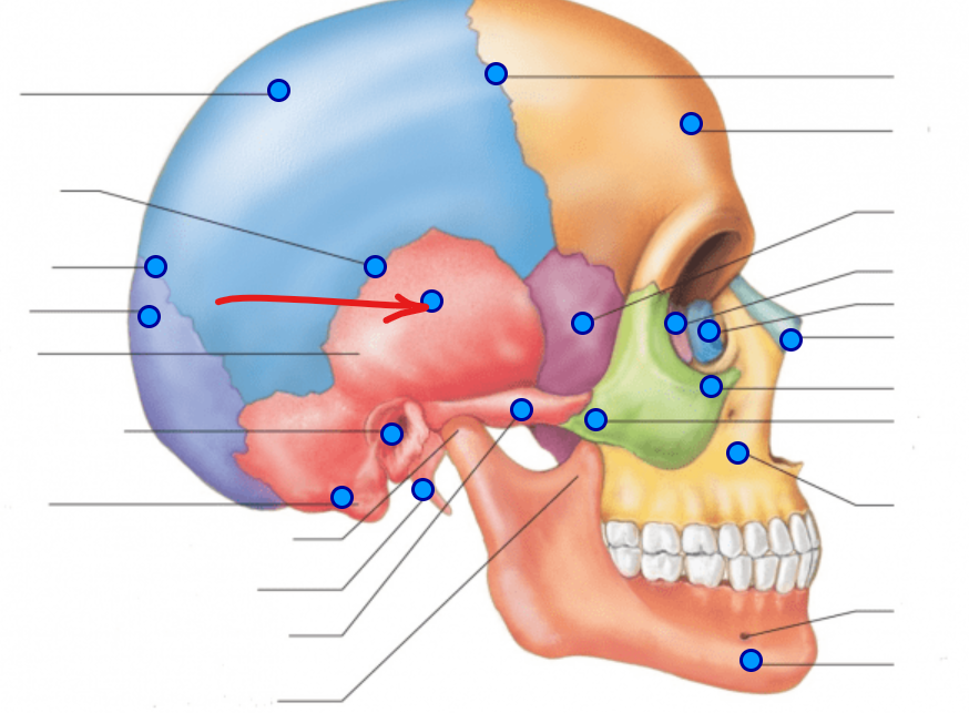 <p>At the temporalis </p><ul><li><p>Landmark: external acoustic meatus (ear canal → hole into the ear)</p></li></ul><p></p>