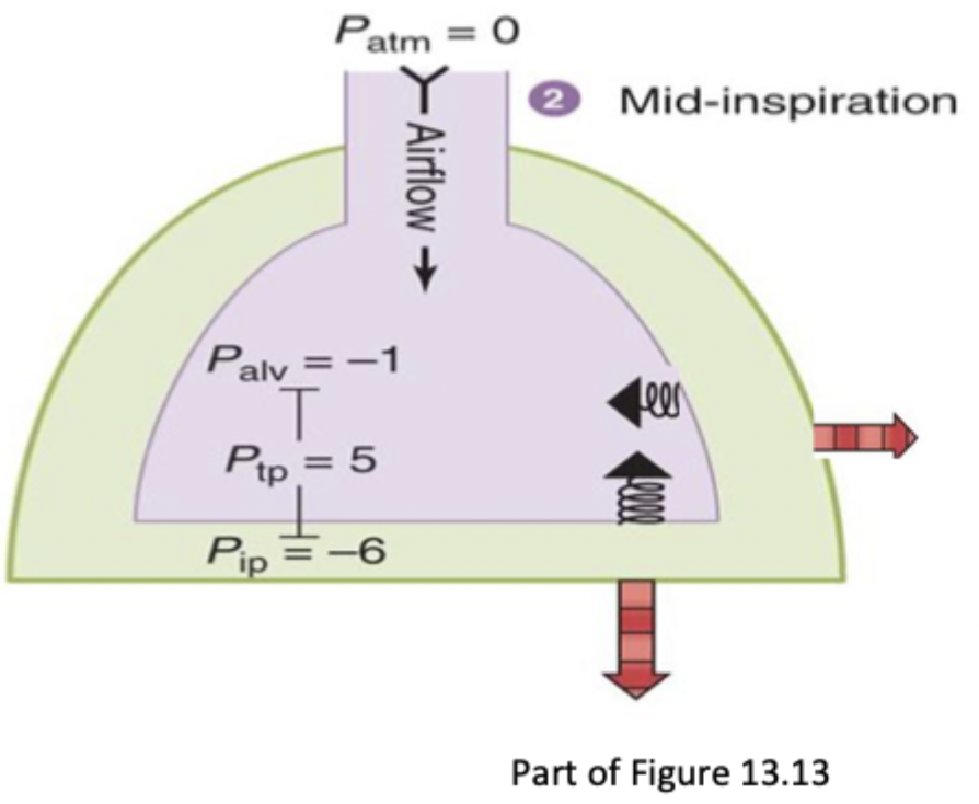 <p>Diaphragm and external intercostals are pulling chest wall out to increase volume of IPS and lungs</p><ul><li><p>Air flows from atm → lungs</p></li></ul><ul><li><p>Pip decreases to -6</p></li><li><p>Palv decreases to -1 </p></li><li><p>P trans increases (is held more open)</p></li></ul><p></p>