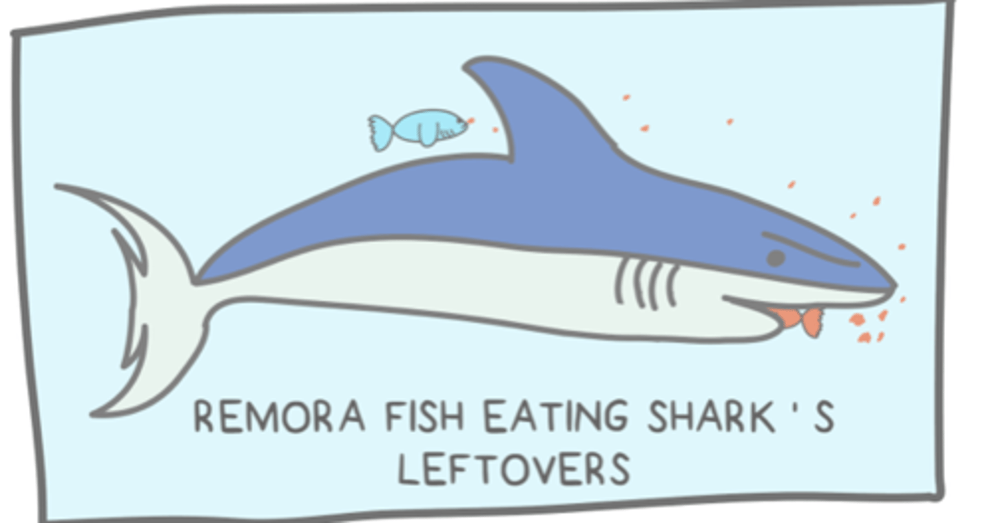<p>commensalism</p>