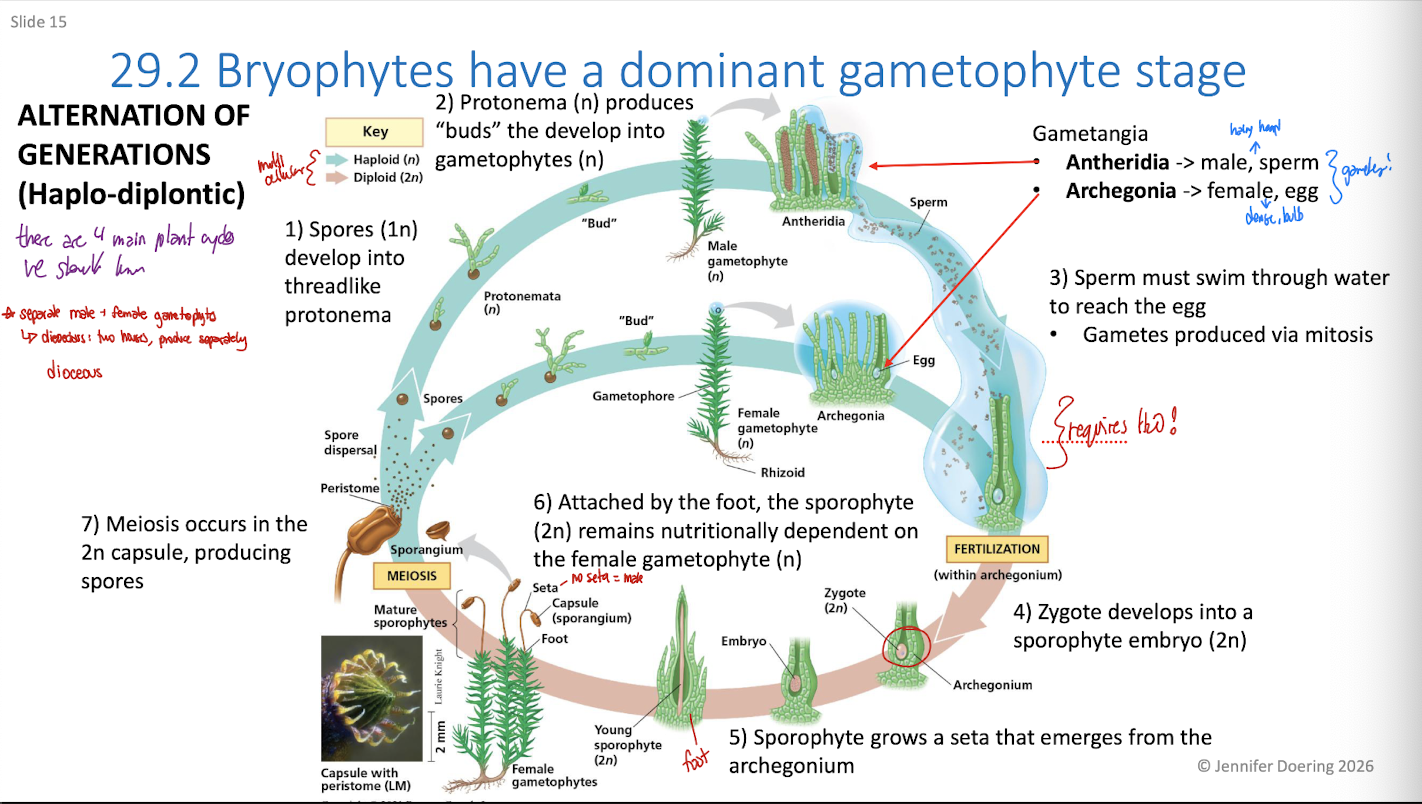 <ol><li><p>Spores (1n) develop into threadlike protonema</p></li><li><p>Protonema (n) produces “buds” that develop into gametophytes</p></li></ol><ul><li><p>Gametangia: gamete container</p></li></ul><ol start="3"><li><p>Sperm must swim through water </p></li></ol><ul><li><p>gametes are produced via mitosis</p></li></ul><ol start="4"><li><p>Zygote develops into sporophyte embryo (2n)</p></li><li><p>Sporophyte grows a seta that emerges from the archegonium</p></li><li><p>Attached by the foot, the sporophyte remains nutritionally dependent on the female gametophyte (n)</p></li><li><p>Meiosis occurs in the 2n capsule, producing spores</p></li></ol><p></p>