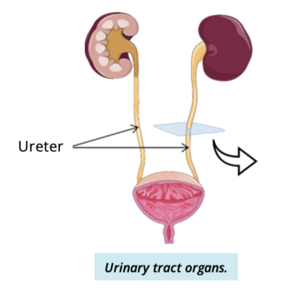 <ul><li><p>2 long, thin, muscular tubes</p></li><li><p>connects kidney w/ bladder </p></li><li><p>begin as a contuation of the renal pelvix</p></li><li><p>extends toward pelvic cavity where they penetrate the posterior wall of the bladder </p></li></ul><p></p>