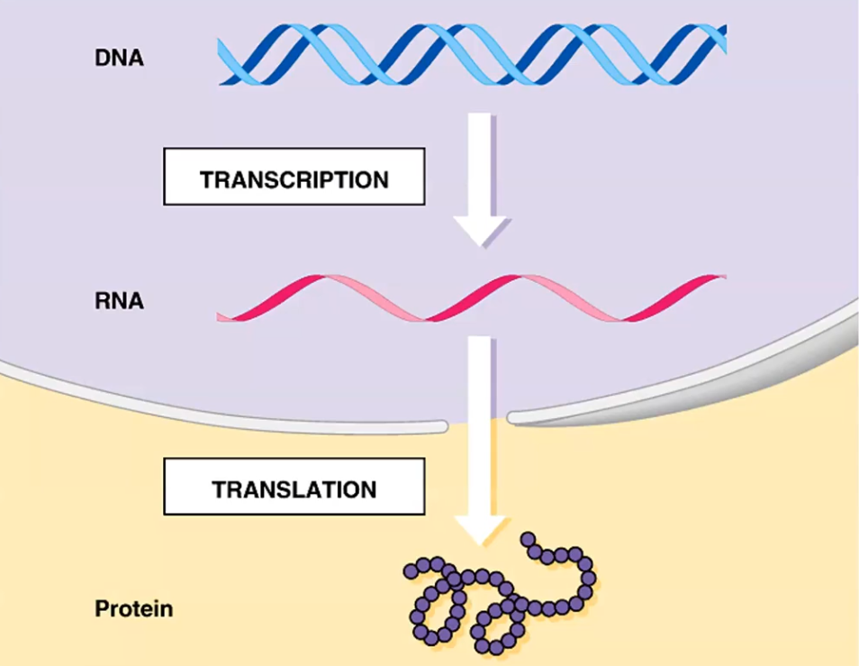 <p>Inside the nucleus — because DNA never exits the nucleus (it must be protected from enzymes, bacteria, and other things in the cytoplasm that could damage it).</p>
