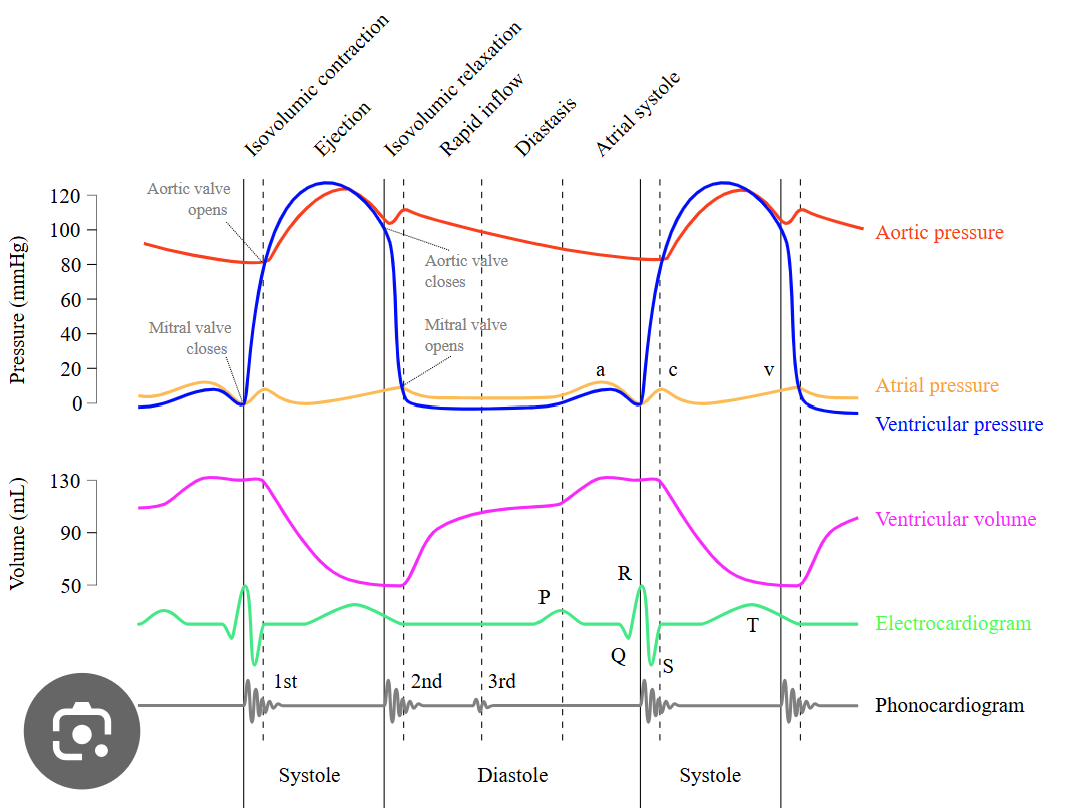 <p>immediately after s1 and continues to end systole </p><ul><li><p>occurs during isovolumic contraction period & when ao valve is opening </p></li></ul><p></p>