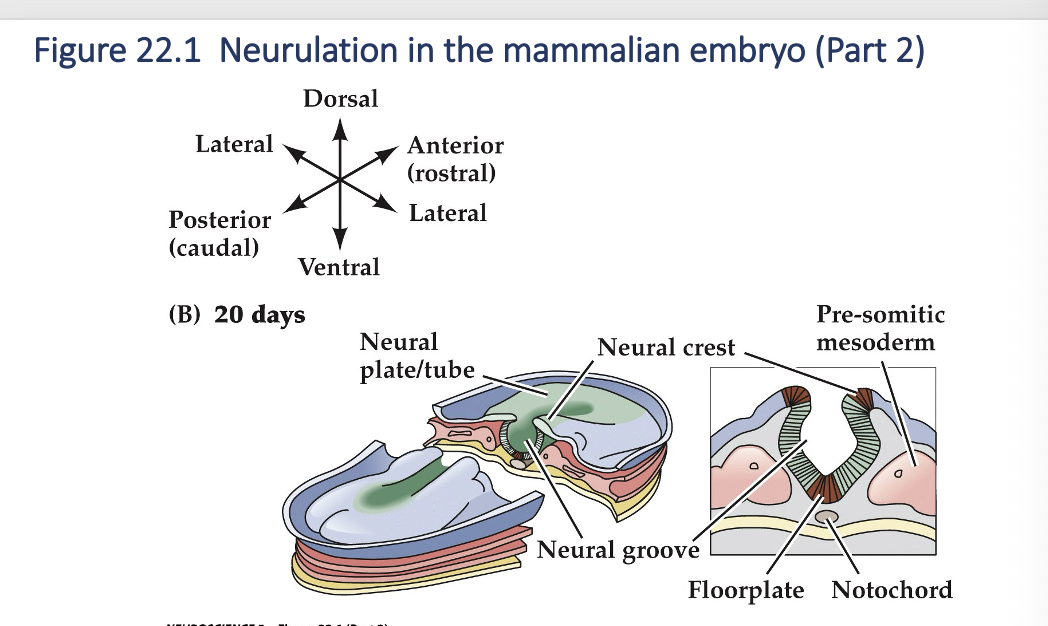 <p>Neuralation in the mammalian embryo (part 2)</p>