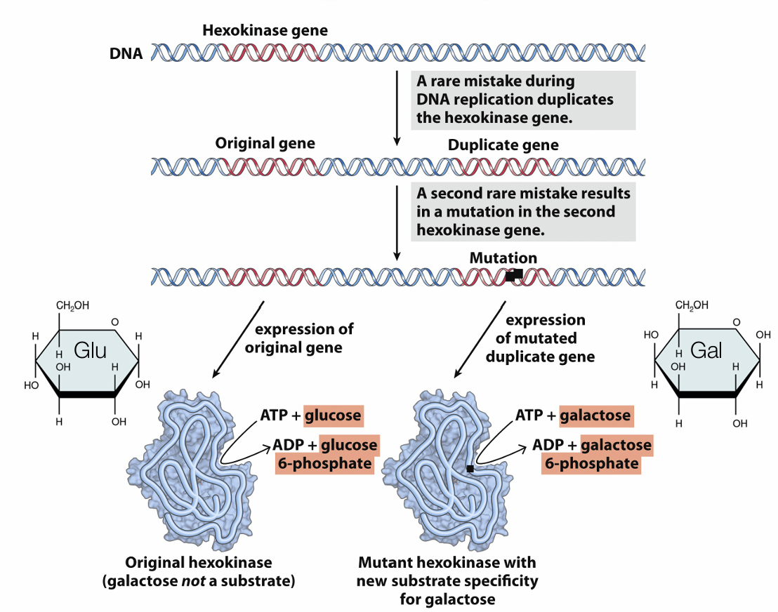 <p>Tras duplicarse un gen, una de las copias puede acumular mutaciones sin comprometer la función original del organismo, adquiriendo una nueva especificidad de sustrato (por ejemplo, una hexoquinasa ancestral que fosforilaba glucosa muta para pasar a fosforilar galactosa)</p>