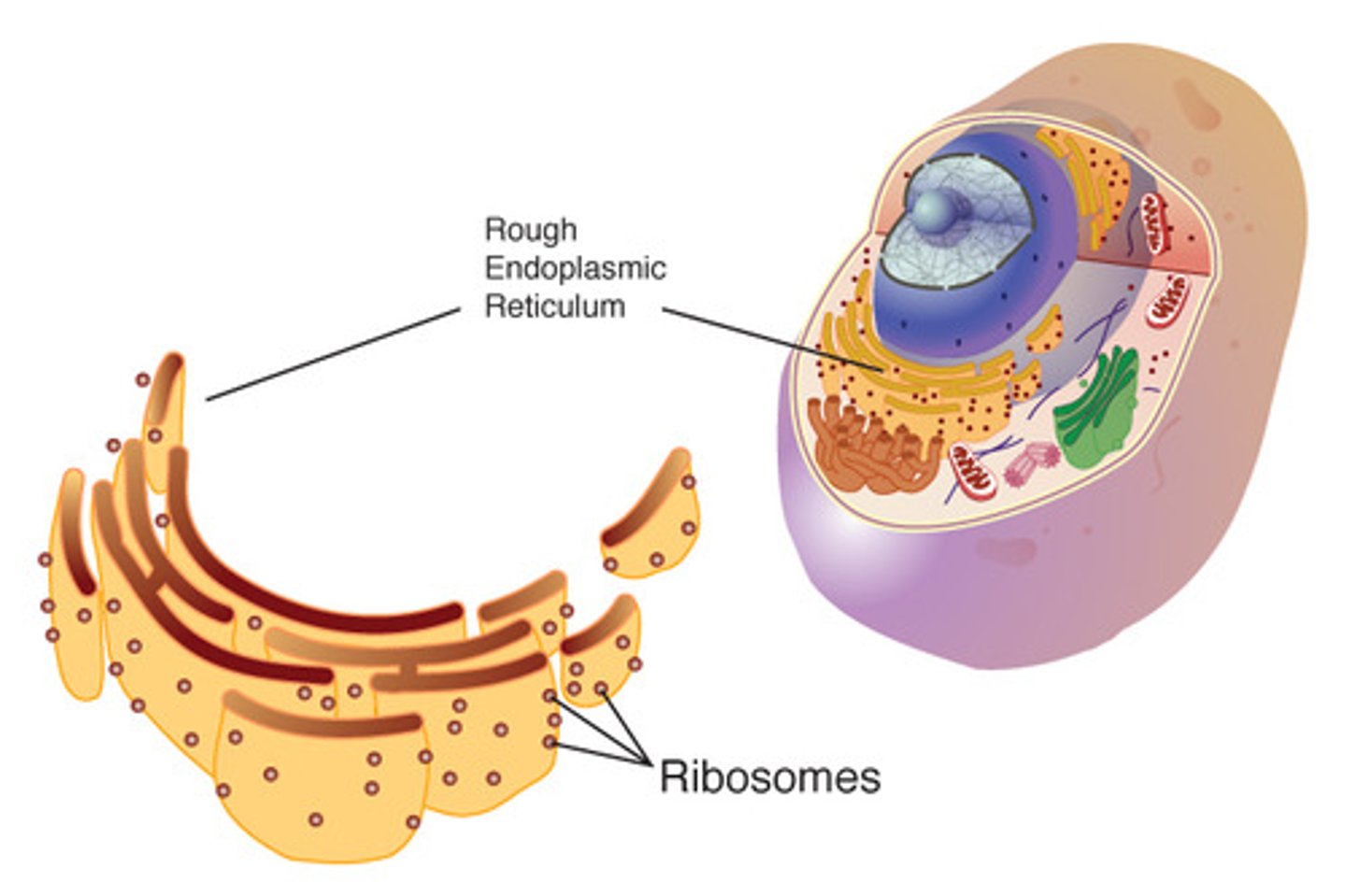 <p>make proteins</p>