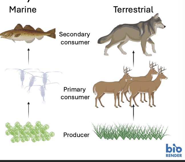 <p>Heterotrophs (consumers) obtain energy by EATING other organisms ( Plants, animals or both)</p>