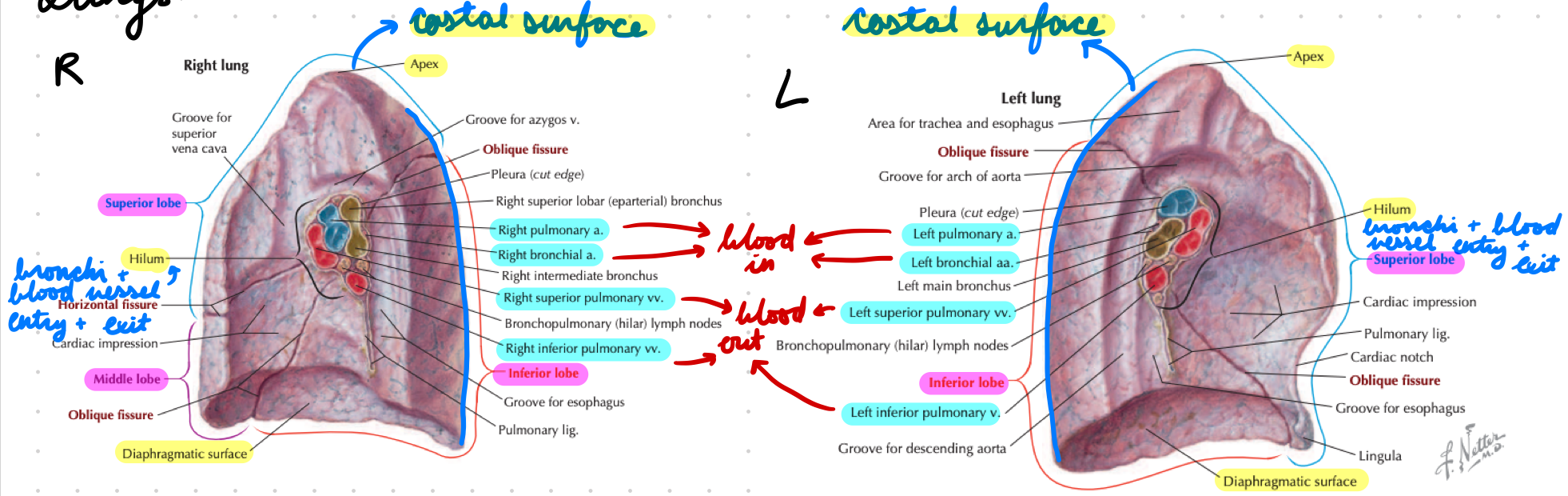 <p>Right:</p><ul><li><p>Oblique: Between superior, middle, and inferior lobes</p></li><li><p>Horizontal: Between superior and middle lobes</p></li></ul><p>Left:</p><ul><li><p>Oblique: Between superior and inferior lobes</p></li></ul><p></p>