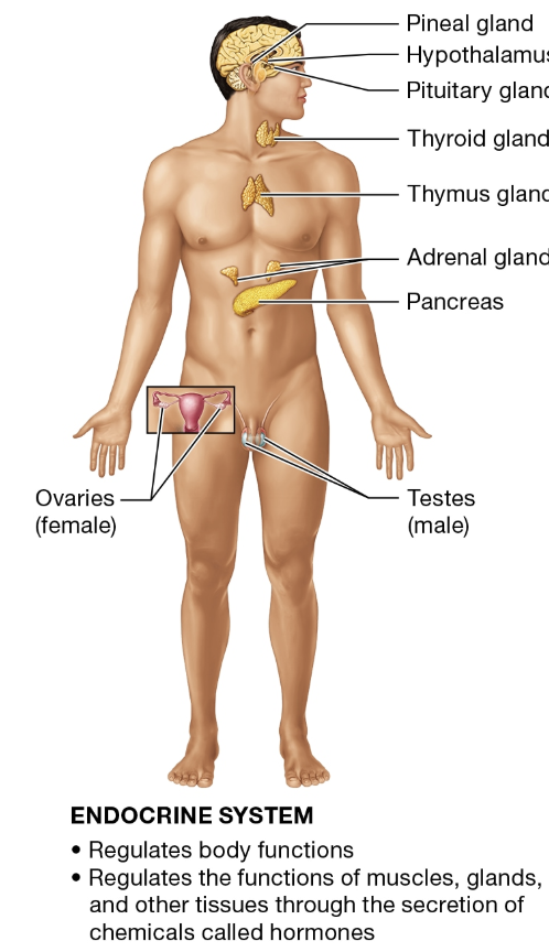 <p>ENDOCRINE SYSTEM</p>