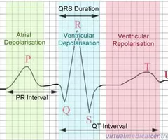 <p><span>Depolarization: contraction</span><br><span>Repolarization: relaxation</span></p>