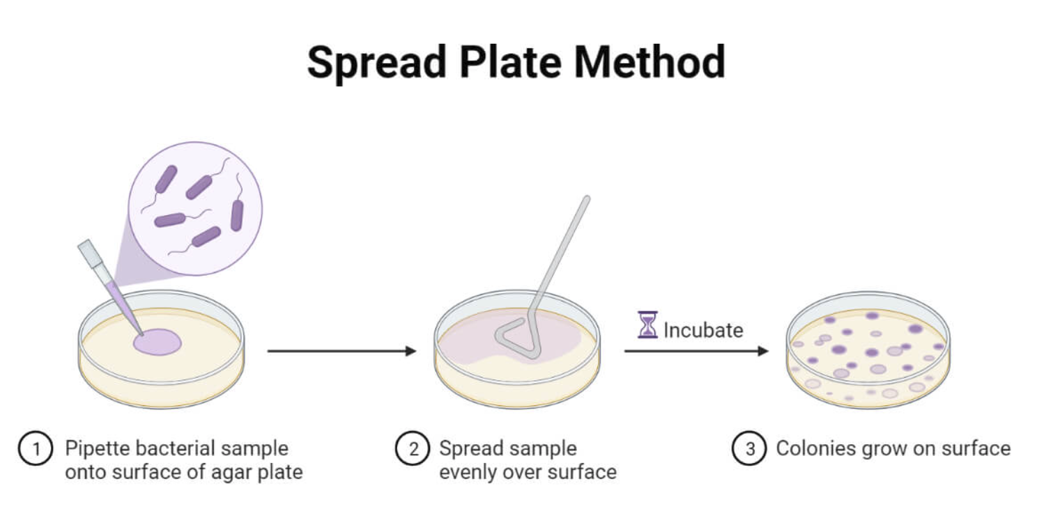 <p>add culture to your plate and place plate onto turntable. sterilize pipette 100 uL in center of plate. sterilize spreader in ethanol then pass through the flame, cool, spread the liquid throughout the plate as you turn. sterilize spreader and put back in ethanol. </p>