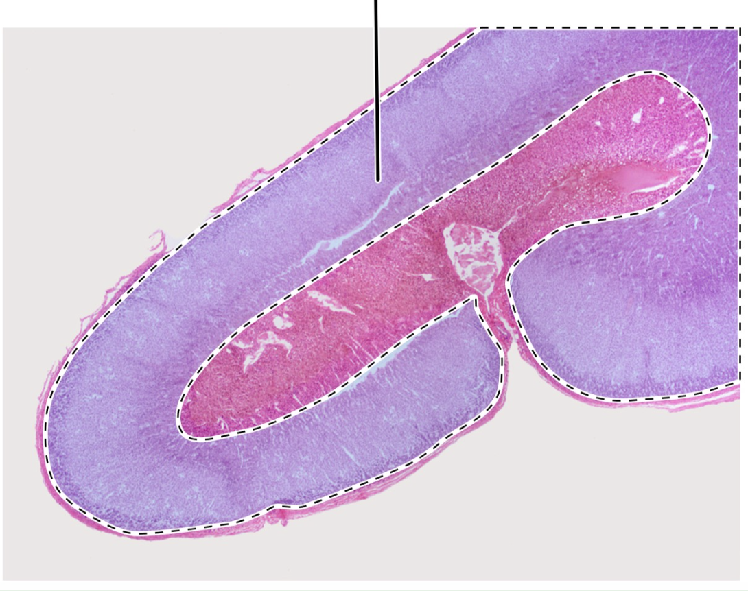 <p>ID highlighted area </p>