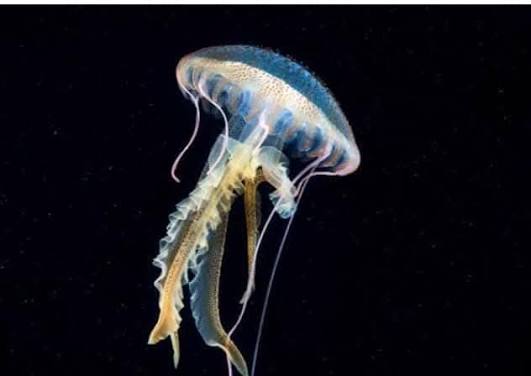 <p>jellyfish</p>