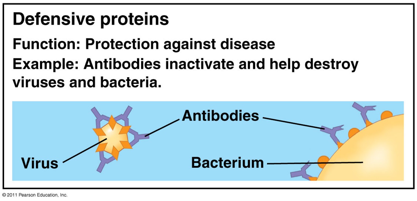 <p>Function: Protection against disease</p><p>Example: Antibodies inactivate and help destroy viruses and bacteria</p>