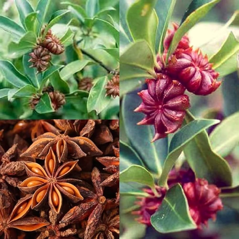 <p><strong>Common name</strong>: Chinese Star Anise</p><p><strong>Part used</strong>: Fruits (Follicles)</p><p><strong>Uses</strong>: Starting material (shikimic acid) for Oseltamivir (antiviral)</p><p><strong>Constituents</strong>: <strong>Shikimic acid</strong>; trans-anethole, estragole (<strong>monoterpene</strong>); foeniculin (phenylpropene)</p>