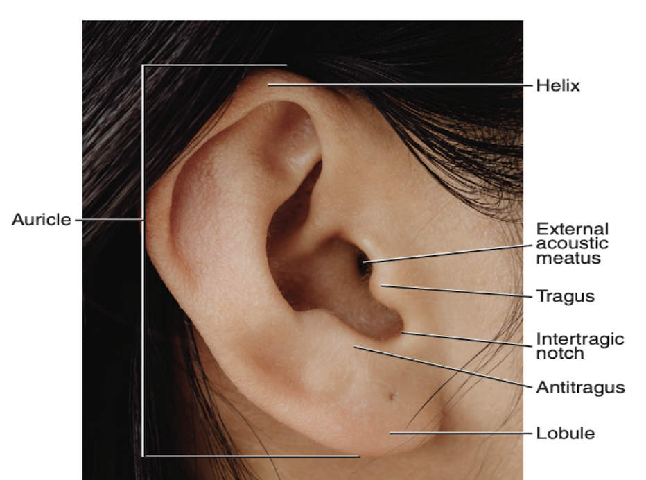 <p>Tip of the tongue, the tragus</p>