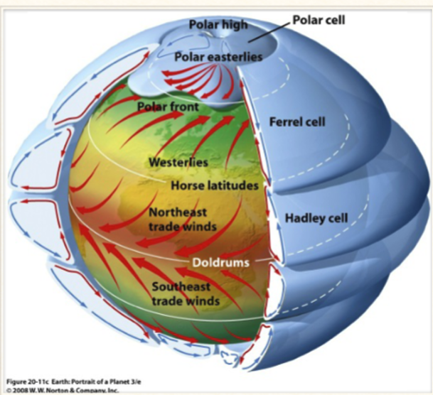 <p>-at the poles</p><p>-cold, dense air sinks at the poles, flows towards equator along surface</p><p>-cold and dry</p>