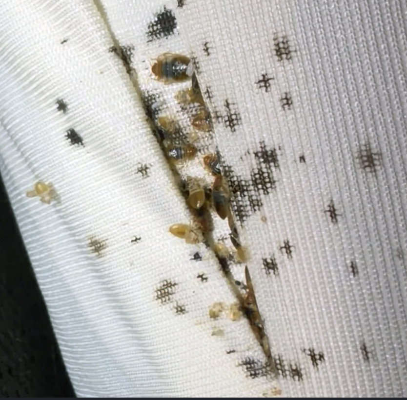 <p><strong>Digested blood excreted by bed bugs</strong></p><p>Often seen as <strong>small dark spots clustered around harbourages</strong>.</p>