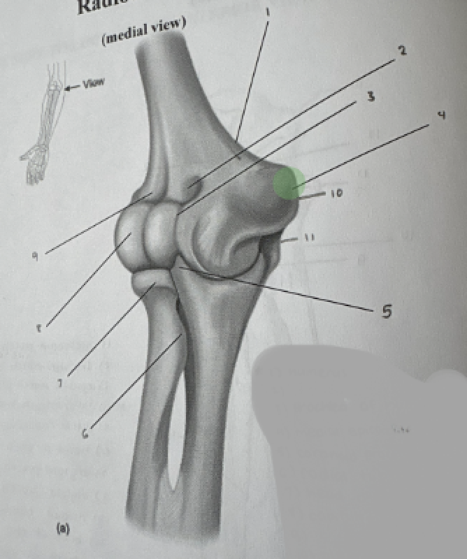 term image