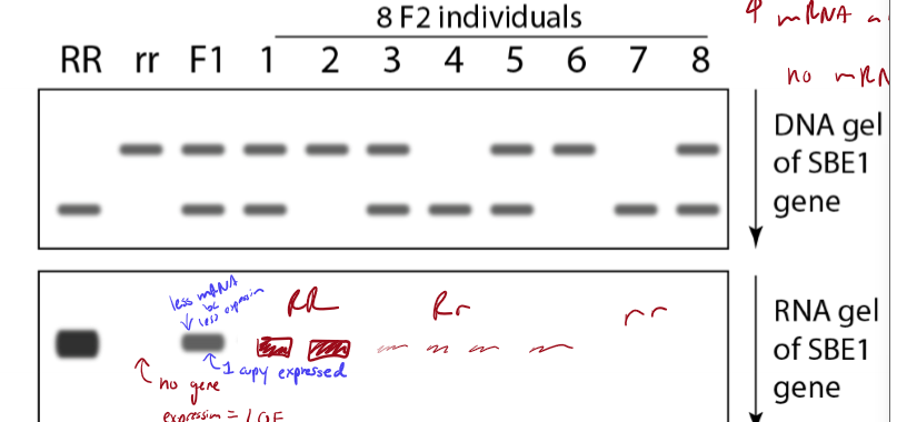 <ul><li><p>DNA gel - detects DNA fragment size; helps determine genotype </p></li><li><p>RNA gel - detects mRNA abundance (expression level); tool fo rcomparing gene expressoin</p></li></ul><p></p>
