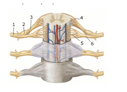<p><span style="background-color: transparent; font-family: "Times New Roman", serif;"><strong>This figure shows an anterior view of the spinal cord and meninges. What structure does number 2 indicate?</strong></span></p><p><span style="background-color: transparent; font-family: "Times New Roman", serif;">Dorsal root </span></p><p><span style="background-color: transparent; font-family: "Times New Roman", serif;">Dorsal root ganglion</span></p><p><span style="background-color: transparent; font-family: "Times New Roman", serif;"> Dorsal rootlets </span></p><p><span style="background-color: transparent; font-family: "Times New Roman", serif;">Ventral root </span></p><p><span style="background-color: transparent; font-family: "Times New Roman", serif;">Ventral rootlets</span></p>