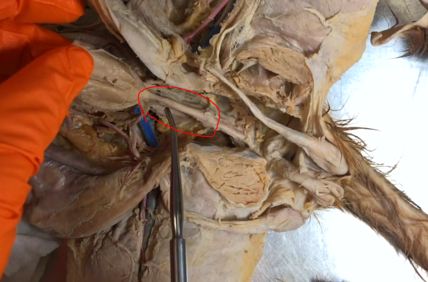 <p>What is this structure</p>