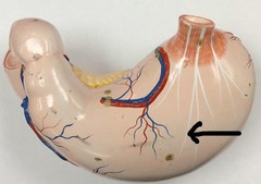 <p>Identify this region of the organ.</p>