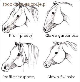 <p>prosty, wklęsły (szczupaczy), wypukły (garbonosy), owczy/świński</p>