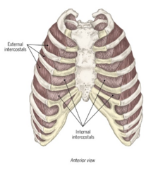 <p>P Singing, playing the trumpet (deep breathing) A External intercostals: Draw the ribs superiorly (increasing the space of the thoracic cavity) to assist with inhalation Internal intercostals: Draw the ribs inferiorly (decreasing</p><p>the space of the thoracic cavity) to assist with exhalation</p><p>• Inferior border of the rib above</p><p>I Superior border of the rib below</p><p>N Thoracic</p>