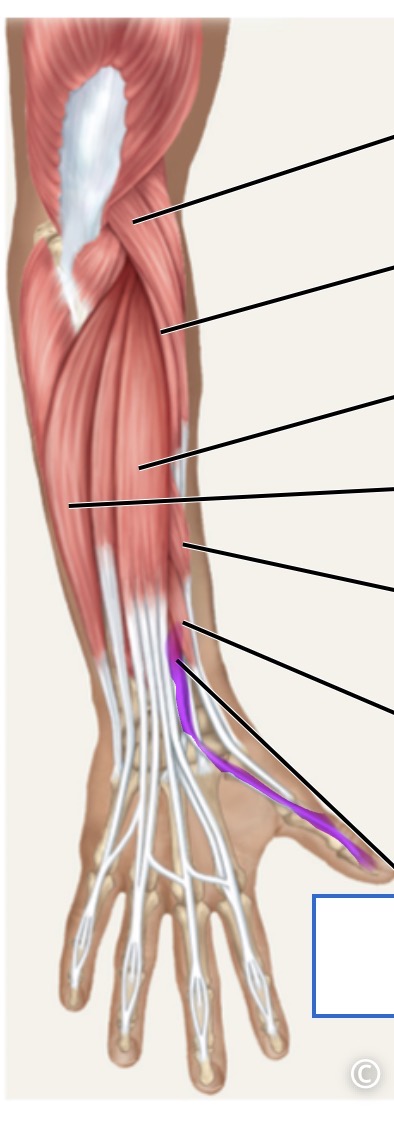<p>posterior</p>