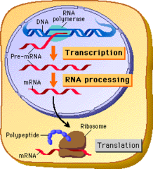 <p>eukaryotes</p><p>(transcription occurs first in the nucleus, then translation occurs when the mRNA moves to the cytoplasm)</p>