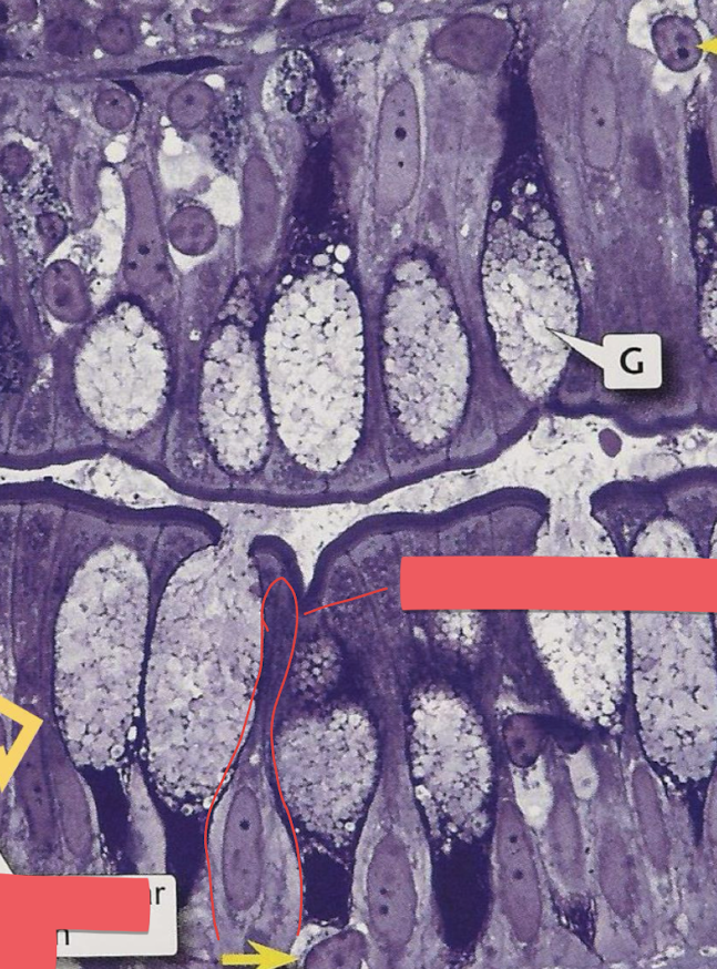 <p>yellow arrow = goblet cell</p><p>simple columnar cell in red border</p><p>brush border = thick purple line</p>
