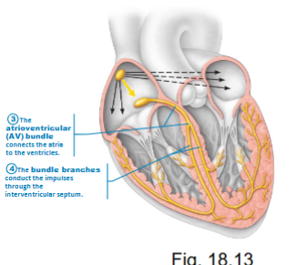 <ul><li><p>originated at AV node</p></li><li><p>ONLY route for <strong>electrical activity </strong>to go from atria to ventricles and Bundle Branches (right and left)</p></li><li><p>30 APs/min (too slow to keep you alive)</p></li><li><p>CT is an insulator → cannot pass conduction through</p></li></ul><p></p>