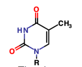 <p>Name the ring and the nucleotide</p>
