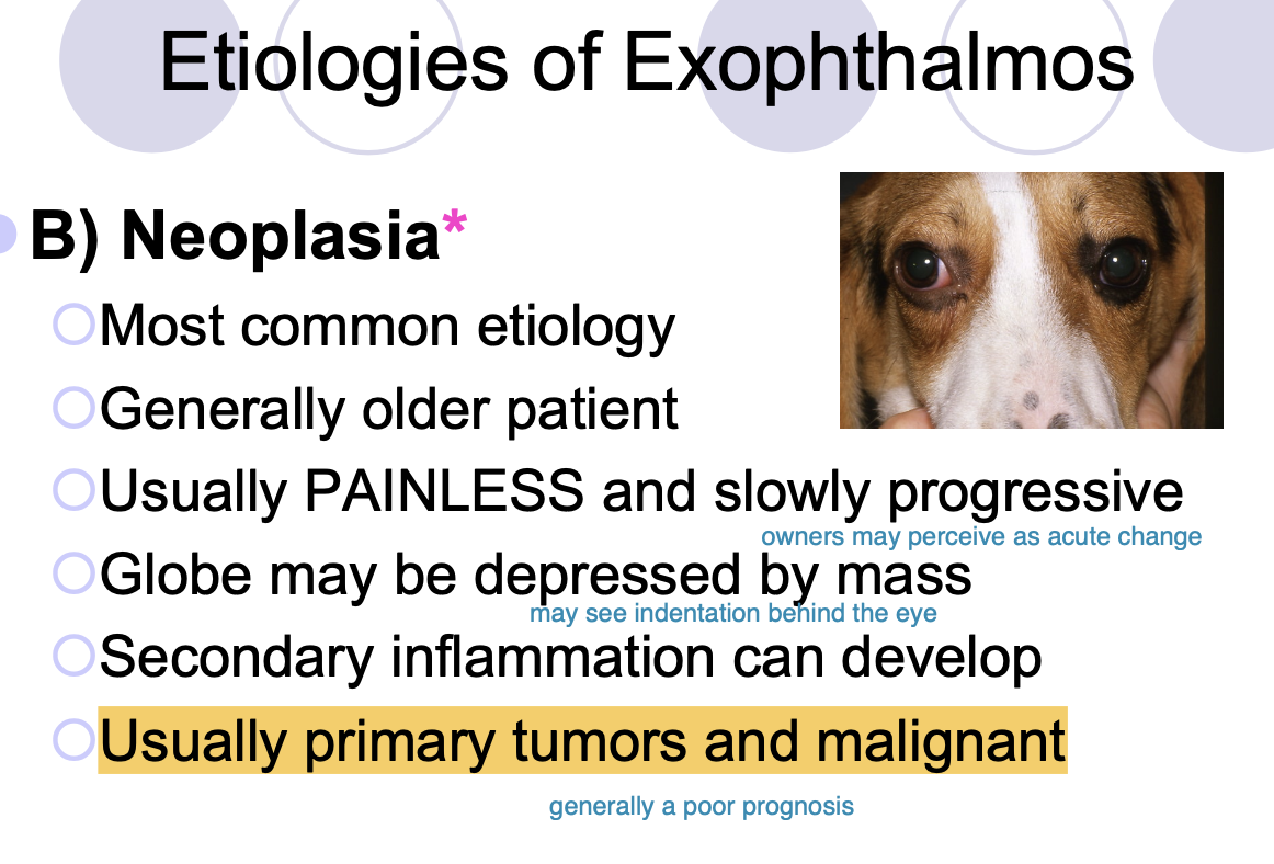 <p>Neoplasia (generally older P's)</p>
