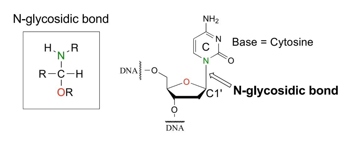 <p>bond b/w C1’ of sugar ring &amp; N-base</p><ul><li><p>cleaved by glycosylase</p></li></ul><p></p>