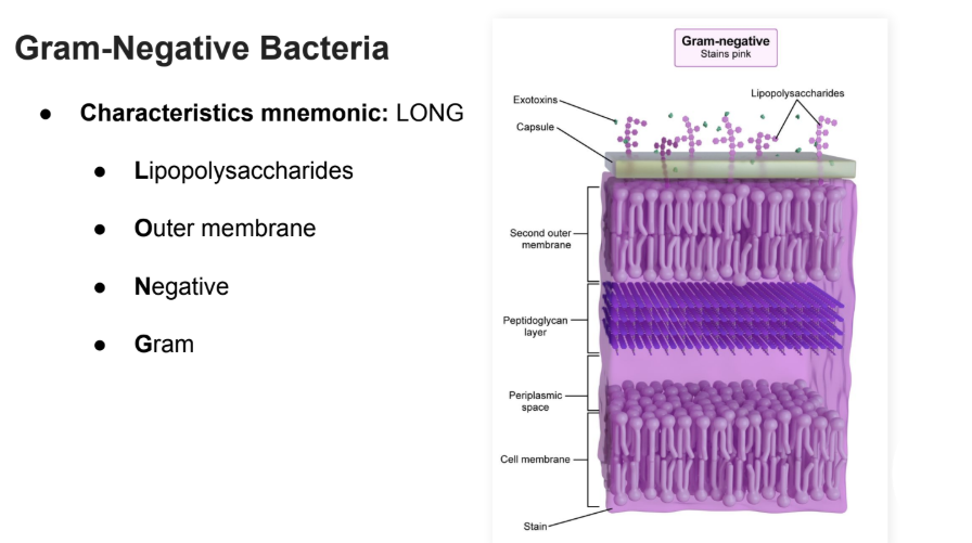 <p>Characteristics mnemonic: <strong>LONG</strong></p><ul><li><p>Lipopolysaccharides</p></li><li><p>Outer membrane</p></li><li><p>Negative</p></li><li><p>Gram</p></li></ul><p></p>