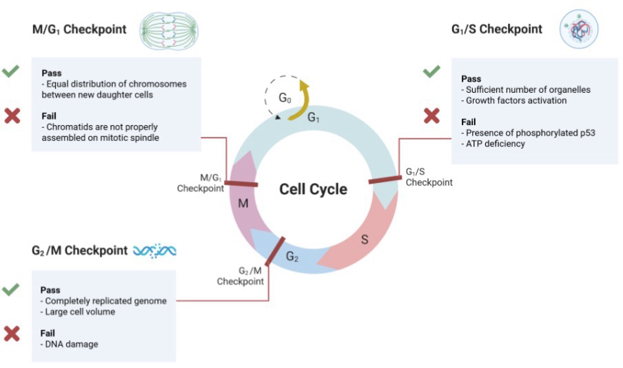 <p>Cell division occurs in nearly every tissue during development: Specific events required to ensure every cell had everything it needs to live</p><p>After passing M phase and into <strong>G1</strong>, a cell can either continue through another division or enters <strong>G0</strong>; The cell cycle has major checkpoints where the cell cycle stops to make sure everything is good before continuing</p><p>Differentiated cells stop dividing and enter the<strong> G0 phase = quiescent</strong></p><p>Quiescent: Temporary G0 state, the cell can enter G1 again if it is signaled to</p><p>Senescence: The cell is in a permanent G0 state; it can no longer enter G1</p><p>Unregulated cellular division leads to cancer development</p>