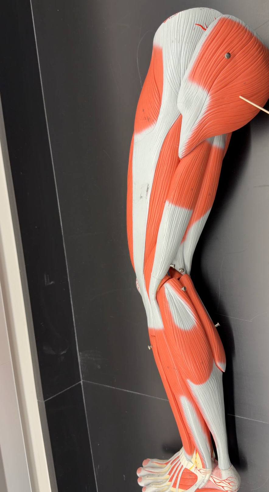 <p>name the muscles and its function</p>