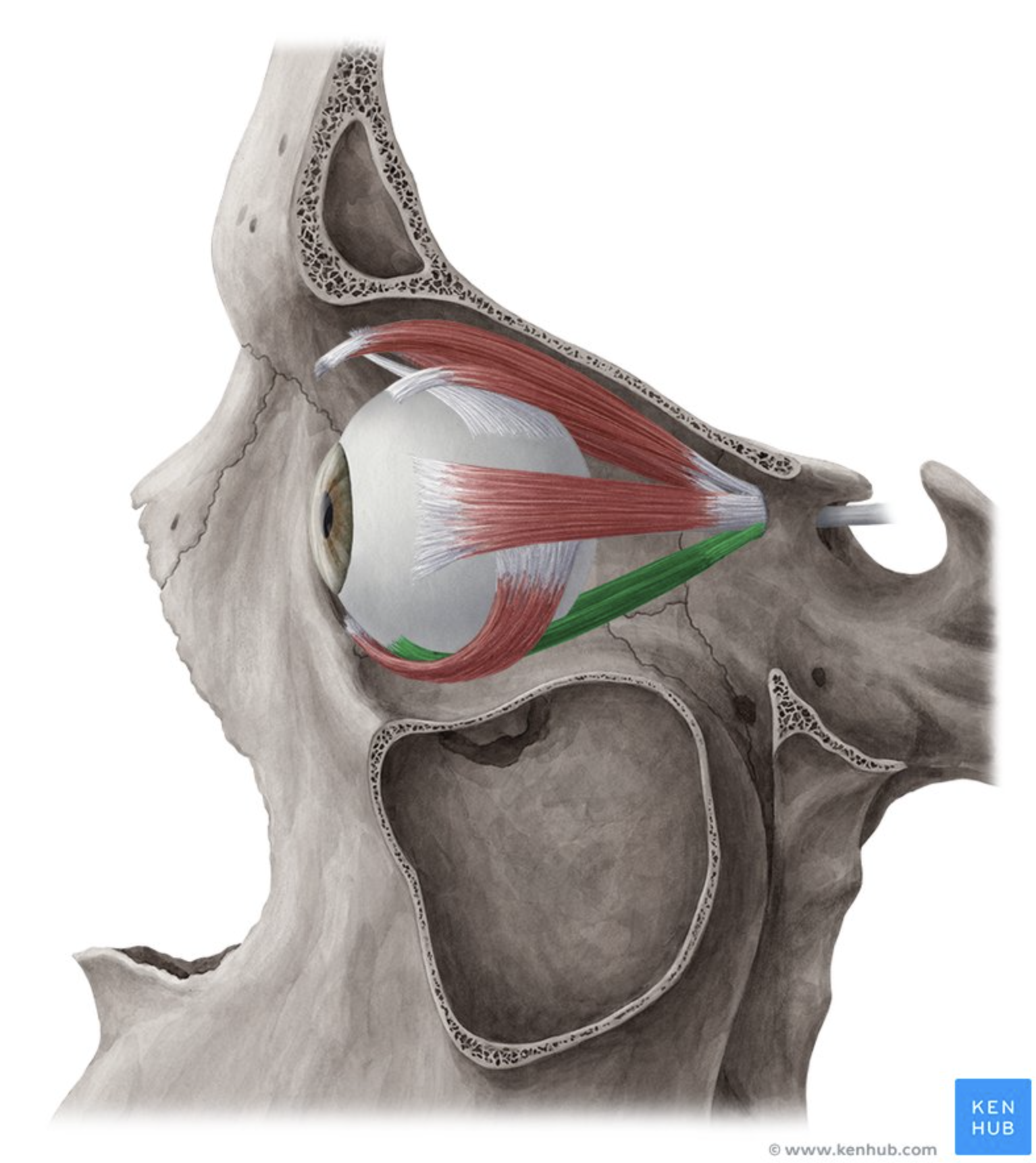 <p>Moves eye <strong>down</strong> and <strong>medially.</strong></p>